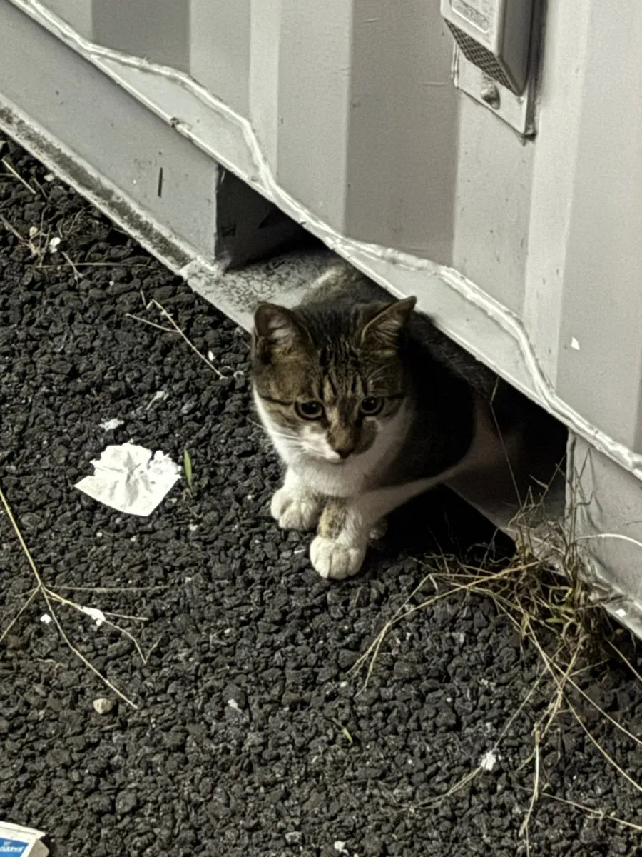 きゃべつ@kya_betsu1995