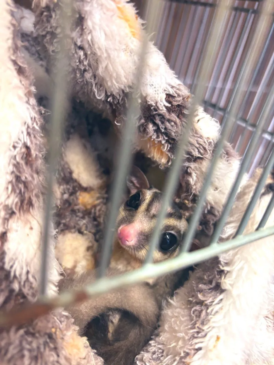 ふじこ♡裏妻spa名古屋メンズエステ@spa205799