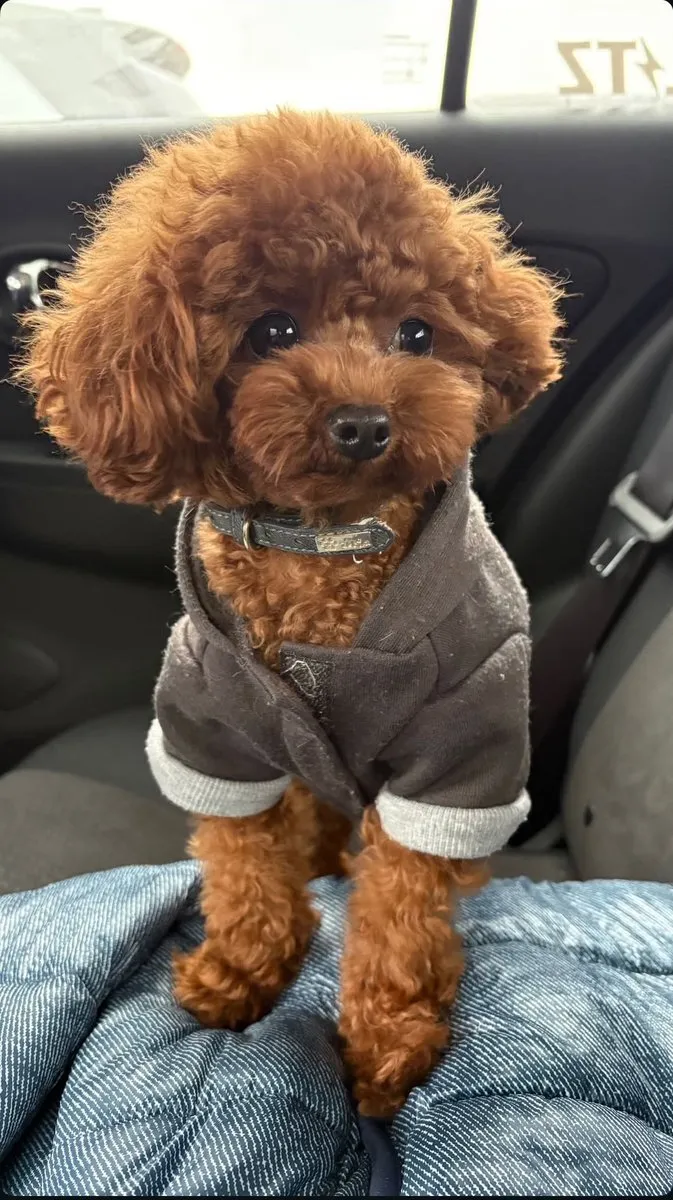 ひなた@hinata_amoureux