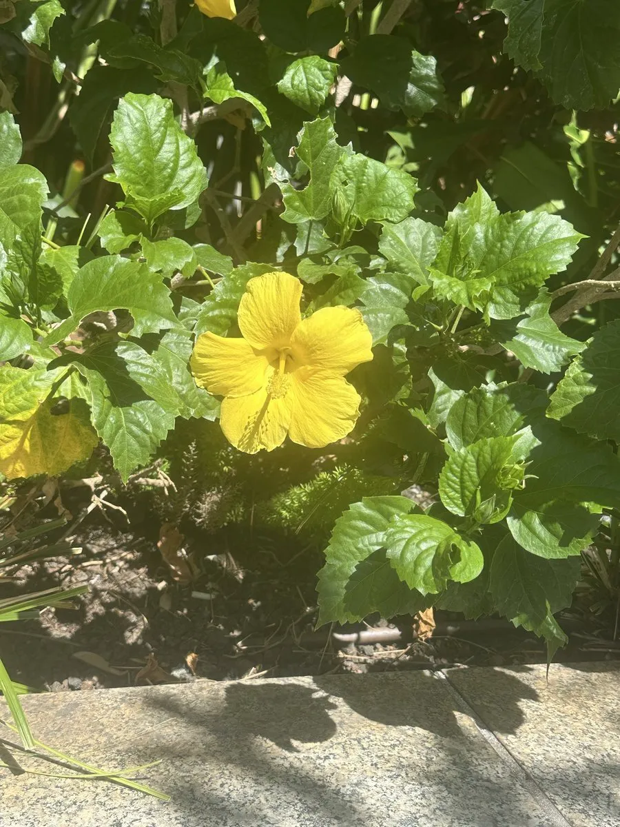 Tachibana Wakana@TachibanaWnu