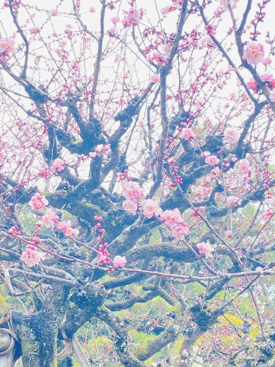 イズミ　ハル (Baccarat)@IzumiHaru1rmq