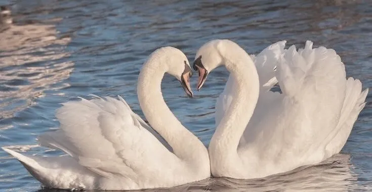 雨宮🔔🌹次回12月3日出勤@menesu_s_