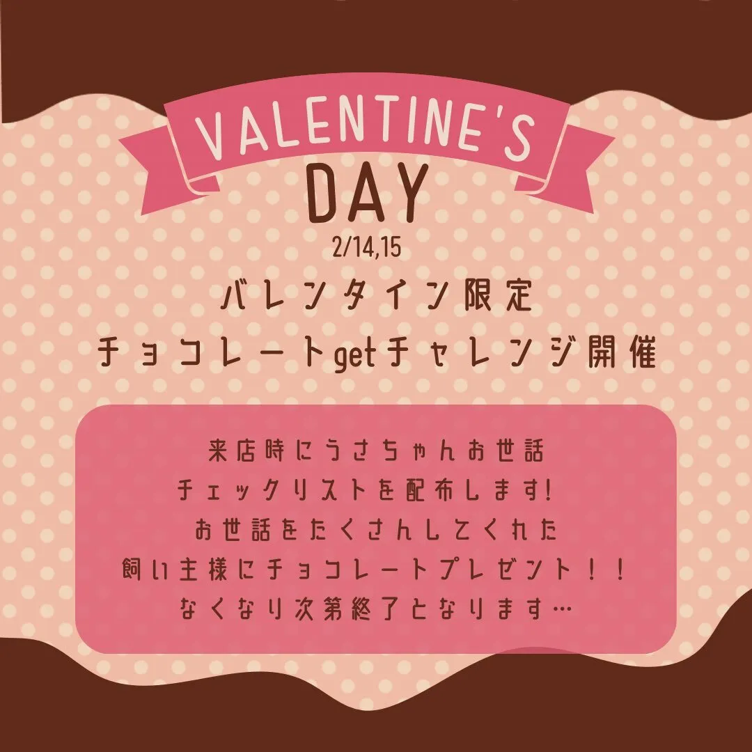 Feather໒꒱⋆*高知bunny cafe&bar@feather_bunny_