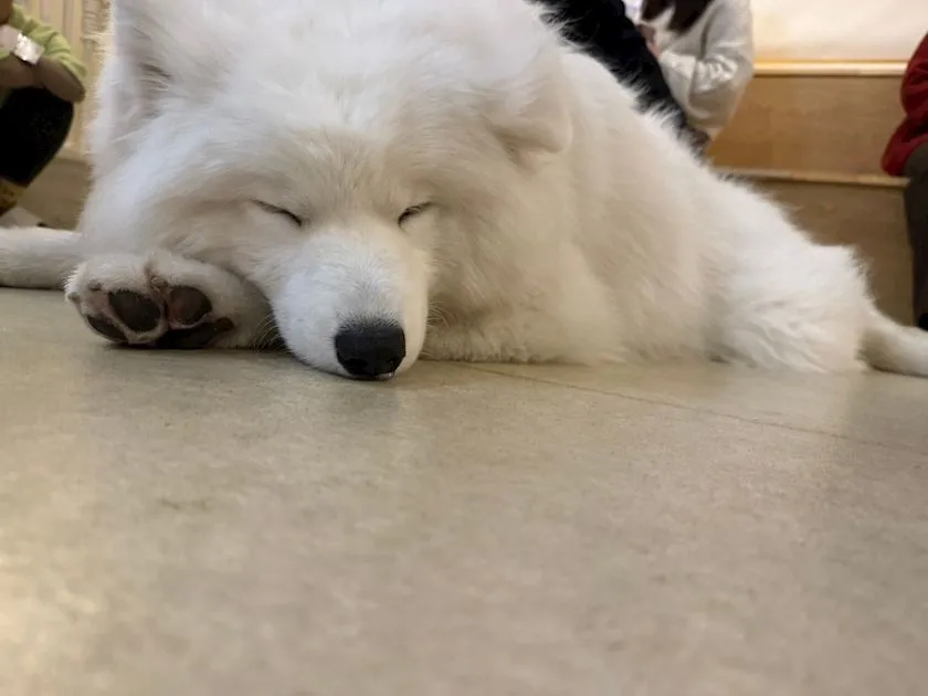 池袋北口リゾートセカンド（コンセプトガールズバー）🌺インボイス登録店🌺@resort2_gdb