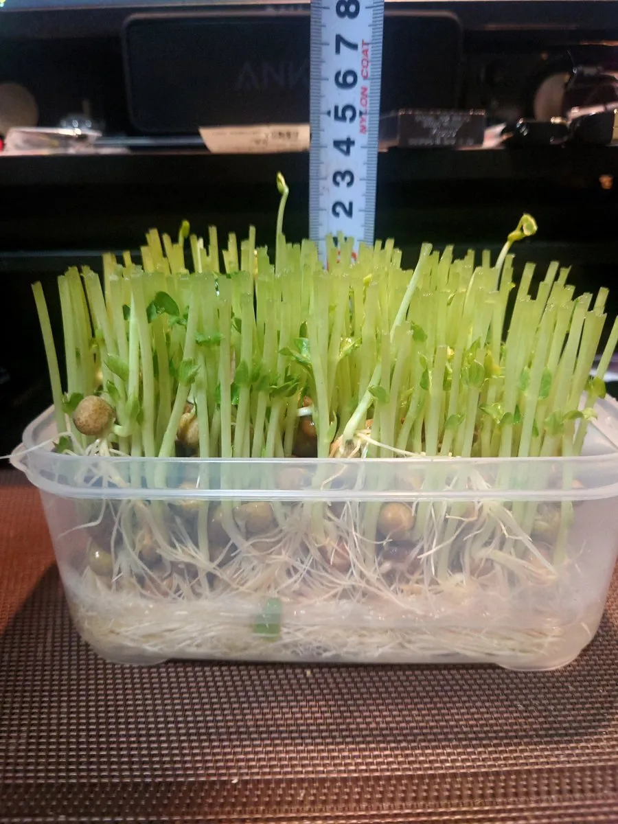 MaKoT🔼@MaKoT_0623