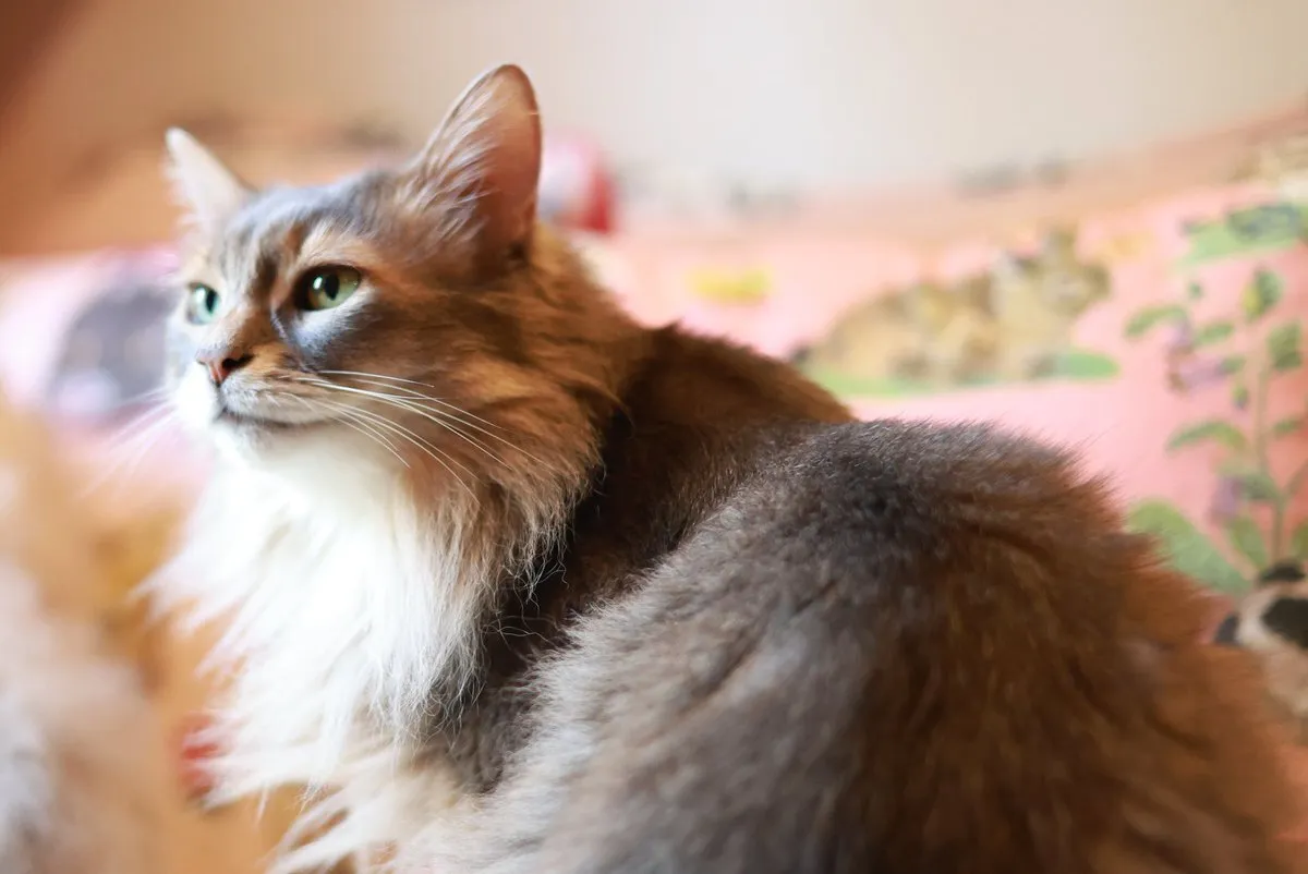 Asmodeus@Asmodeu74007065